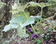 Arisaema griffithii