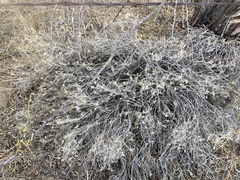 Thymophylla tephroleuca