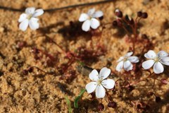 Drosera prostrata