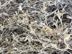 Thymophylla tephroleuca