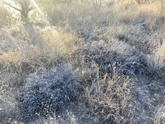 Thymophylla tephroleuca