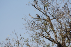 Corythaixoides concolor concolor