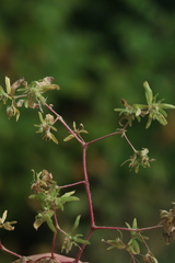 Euphorbia vermiculata