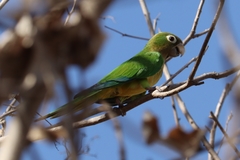 Eupsittula cactorum