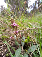 Lepidaploa karstenii