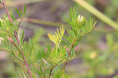 Gompholobium nitidum