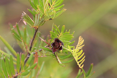 Gompholobium nitidum