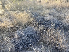 Thymophylla tephroleuca