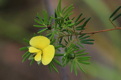 Gompholobium nitidum