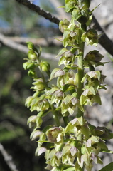 Epipactis helleborine orbicularis