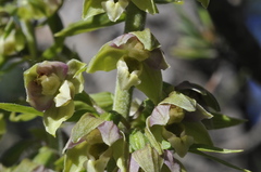 Epipactis helleborine orbicularis