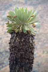 Espeletia hartwegiana