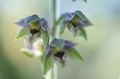 Epipactis helleborine orbicularis