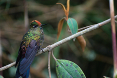 Chalcostigma herrani