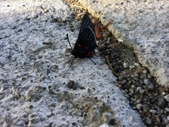 Melanis cephise