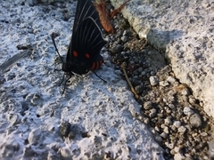 Melanis cephise