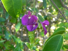 Canavalia bonariensis