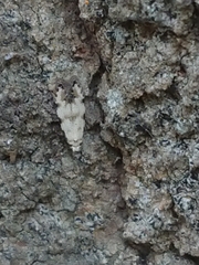 Crypsitricha stereota