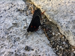 Melanis cephise