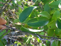 Canavalia bonariensis