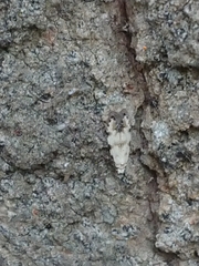 Crypsitricha stereota