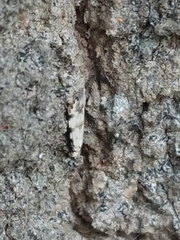 Crypsitricha stereota