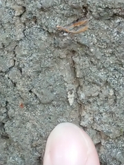 Crypsitricha stereota