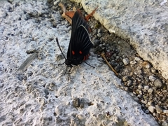 Melanis cephise