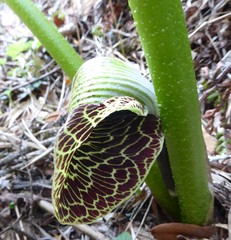 Arisaema griffithii