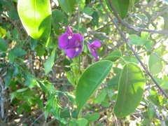 Canavalia bonariensis