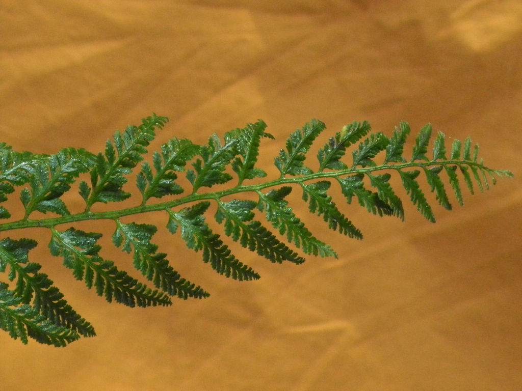 Christmas fern, photo 4