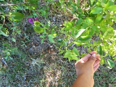 Canavalia bonariensis