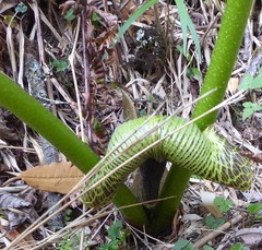 Arisaema griffithii
