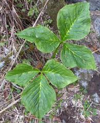 Arisaema griffithii