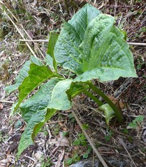 Arisaema griffithii