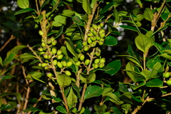 Osmanthus