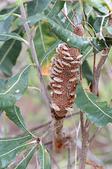 Banksia dentata