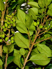 Osmanthus