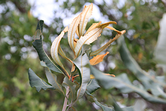 Banksia dentata