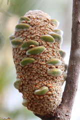 Banksia dentata