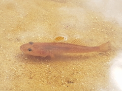 Philypnodon grandiceps