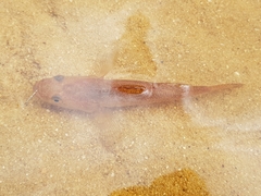 Philypnodon grandiceps