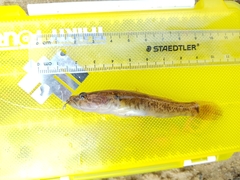 Philypnodon grandiceps