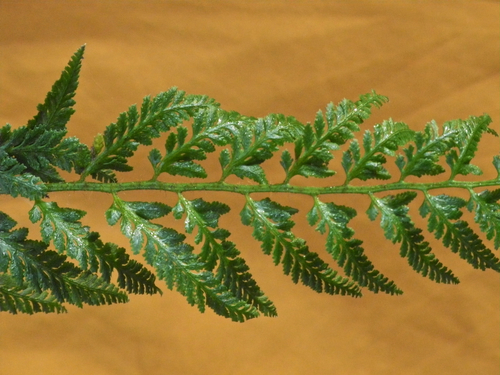 Polystichum acrostichoides