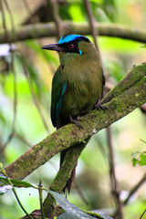Momotus aequatorialis
