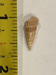 Cerithideopsis