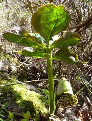 Arisaema griffithii