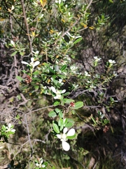 Spyridium spathulatum