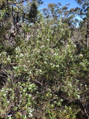 Spyridium spathulatum