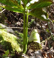 Arisaema griffithii